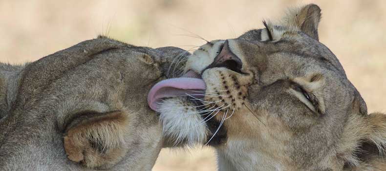 Lionesses nuzzling affectionately, Mashatu Game Reserve, Botswana