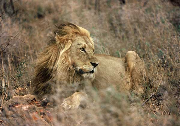 Lion male lying in winter grass, Kruger Park, South Africa