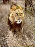 Lion male standing front-on