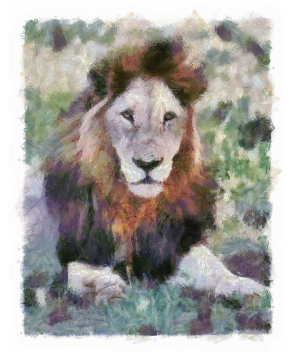 Old male lion given look of Impressionist painting
