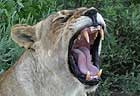 Lion showing teeth