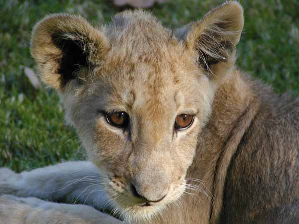 Lion cub close-up