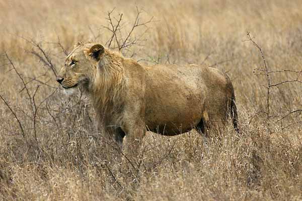 Young male lion standing side-on