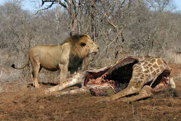 Lion male at giraffe kill