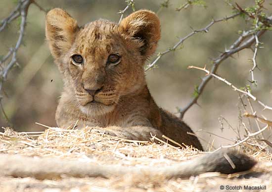 Lion cub, Lower Zambezi National Park