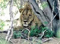 Lion male under tree