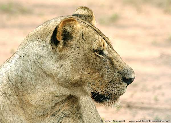 Lioness close-up, showing her head in profile, Mashatu Game Reserve, Botswana