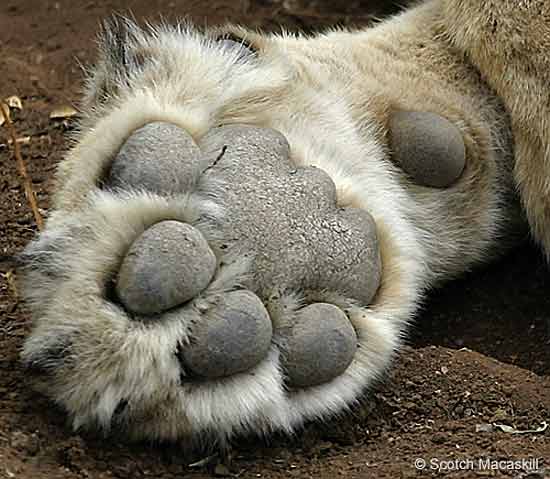 Lion paw, close-up