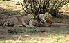 Lion cub and big male lion