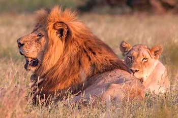 Lion and lioness, Kruger National Park