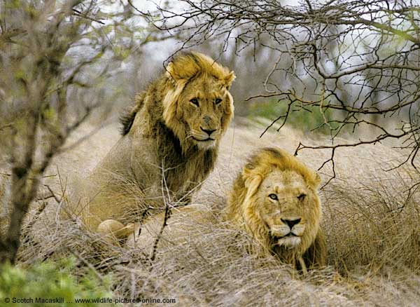 Pair of male lions, Kruger Park, South Africa