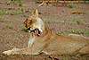 Picture of lioness licking, Botswana