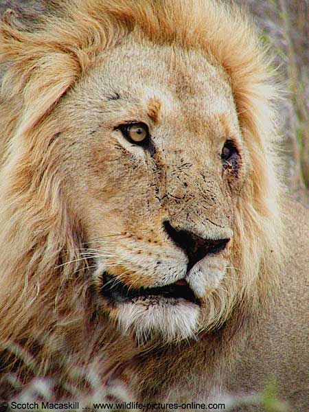 Close up of male lion with injured eye, Kruger Park, South Africa