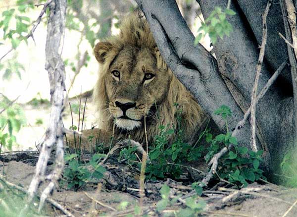 Male lion relaxing under tree, Moremi Game Reserve, Botswana