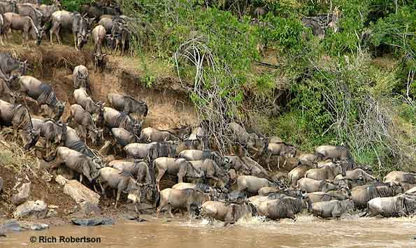 Migrating Wildebeest crossing Mara River