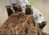 Dwarf Mongooses on termite mound