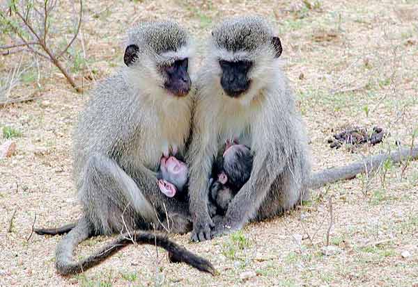 Monkey mothers feeding babies