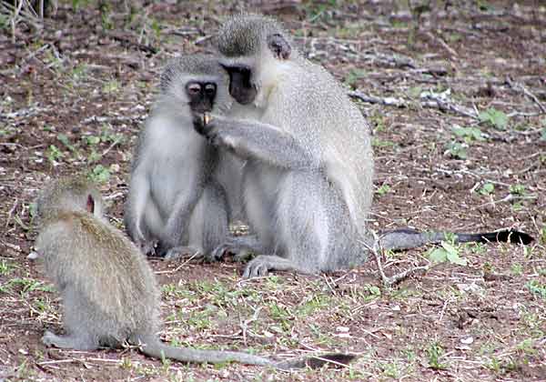 Monkeys foraging for food