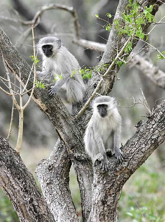 Pair of monkeys in tree - graphic