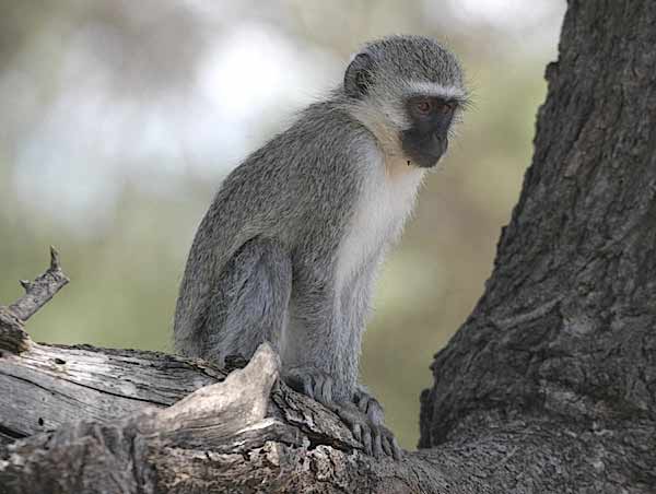 Vervet Monkey Image