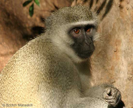 Vervet Monkey looking pensive