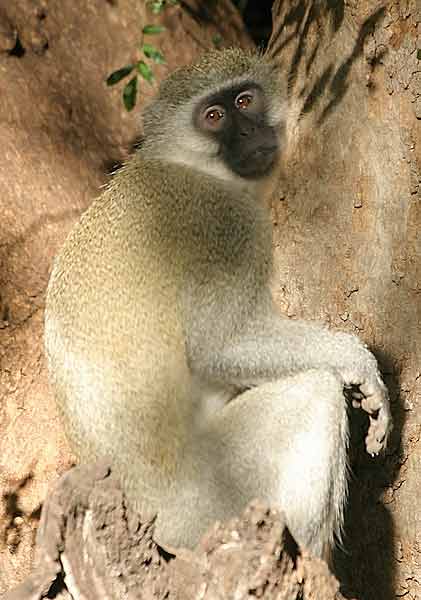 Monkey seated in tree