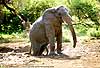 pic of elephant stepping from mud bath