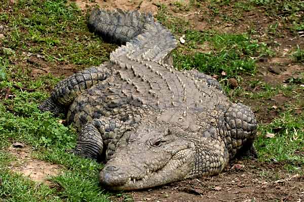 Nile crocodile (Crocodylus niloticus) front-on view
