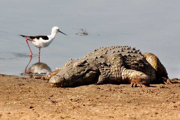 Nile Crocodile and Blackwinged Stilt