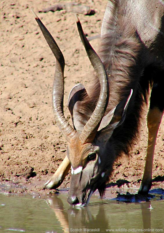 Close up of nyala bull drinking from waterhole