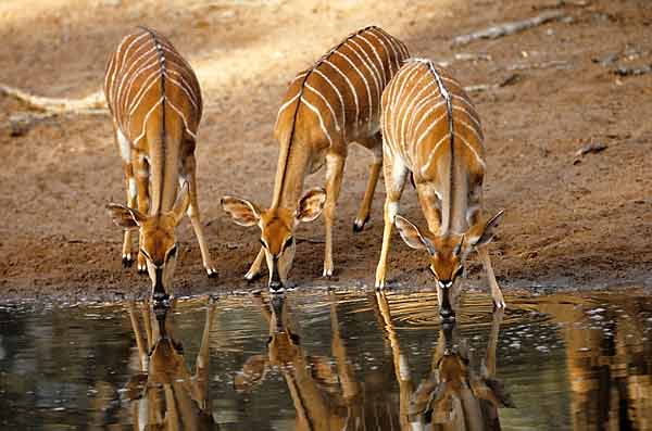 Nyala antelope trio drinking