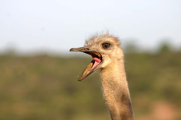 Ostrich, close-up