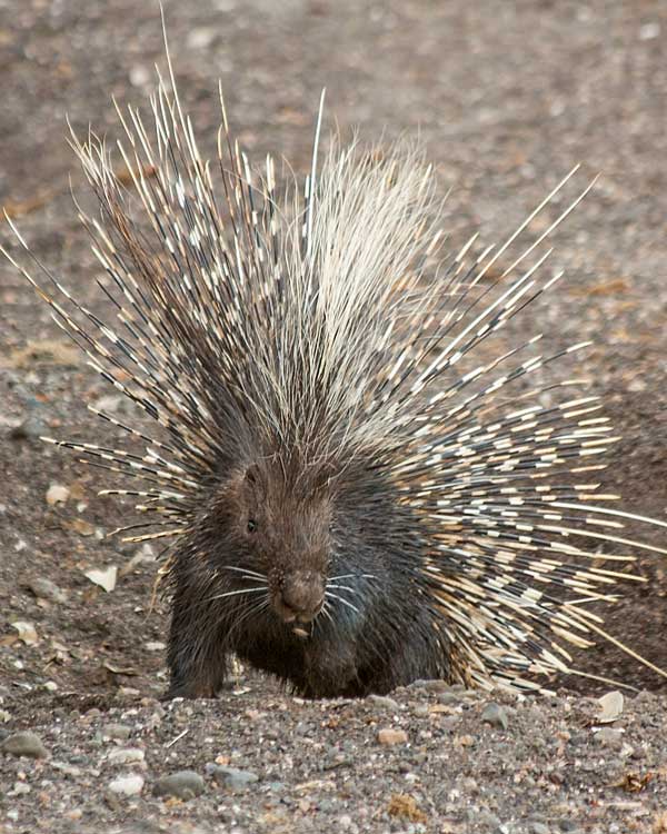 Porcupine emerges from burrow, Mashatu Game Reserve, Botswana