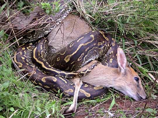 Python with Duiker