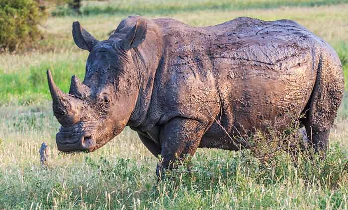 Mud-encrusted rhino, Kruger National park