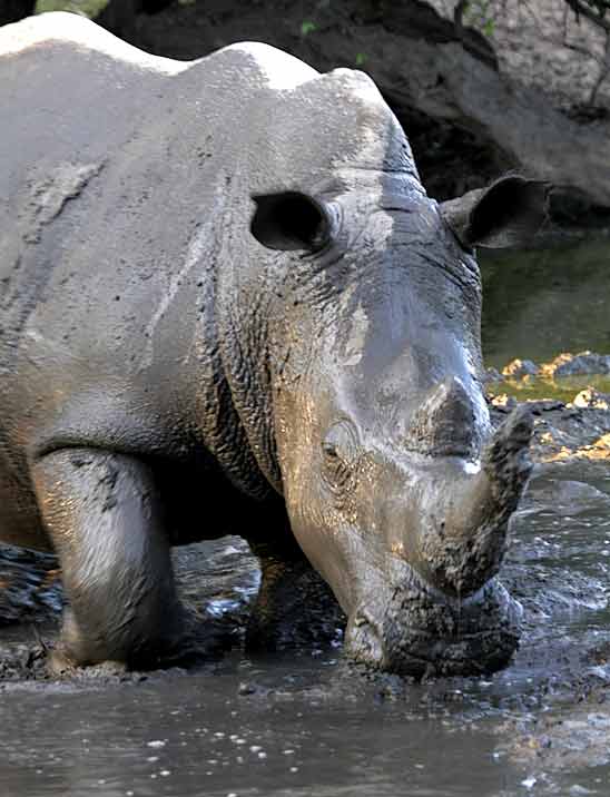 Rhino wallowing in mud