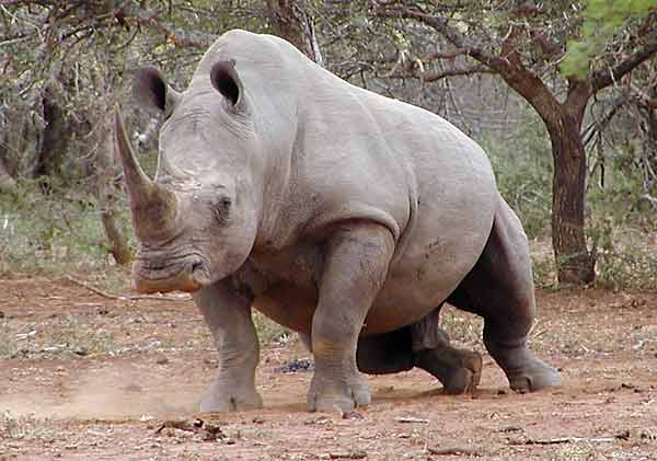 rhino getting up