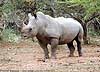 Picture of rhino standing, Umfolozi, South Africa