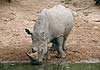 Rhin with missing ear drinkint from waterhole