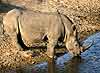 rhino drinking from dam