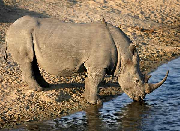 Rhino drinking from dam