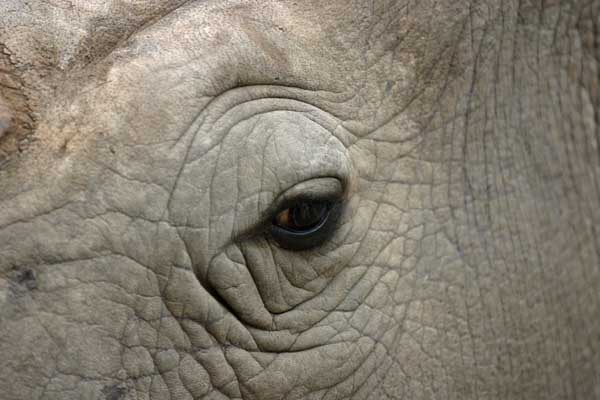 Rhino eye close-up
