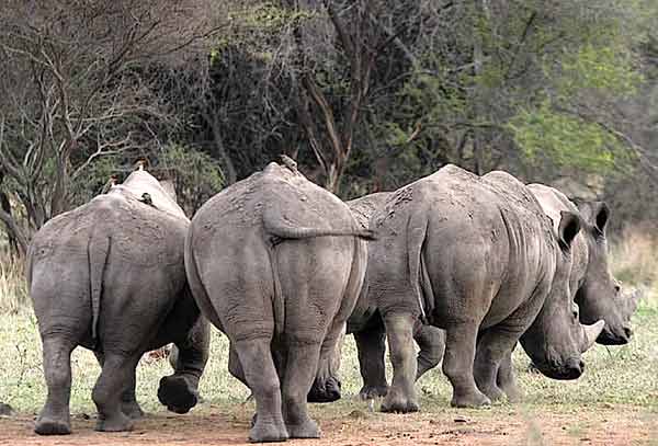 Rhino group walking, rear view