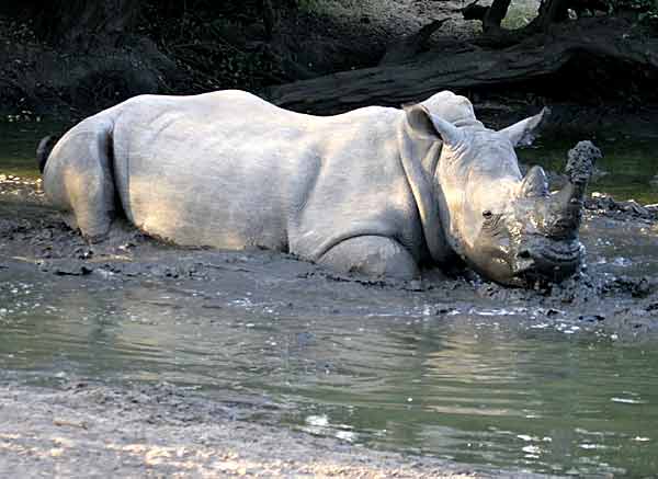 Rhino taking mudbath