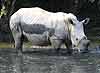 Young rhino in muddy waterhole