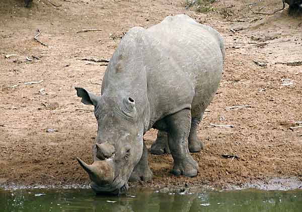 Rhino at waterhole