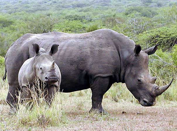 Rhino mother and calf, Umfolozi Game Reserve