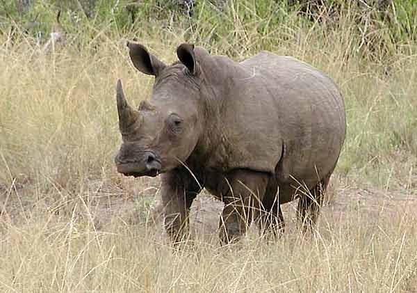 lone rhino in winter grass
