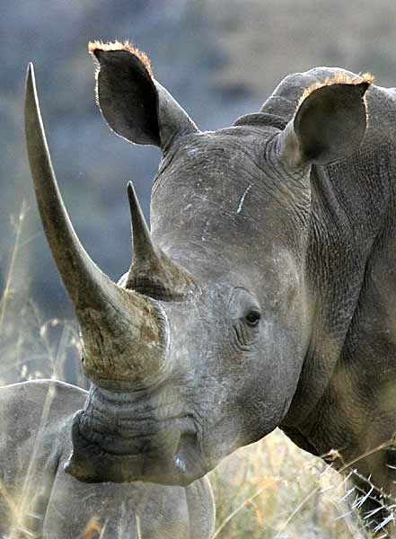White rhino close-up