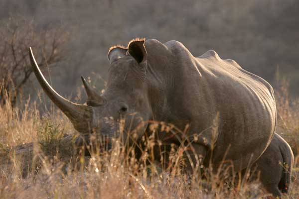 Rhinoceros mother